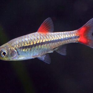 6-Pack Red Finned Rasbora Vibrant Live Fish: Colorful Community FAST SHIP