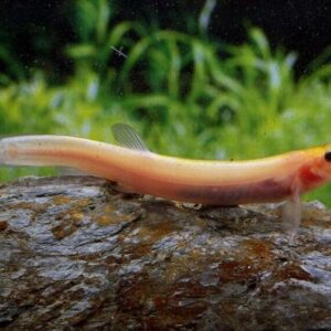 3x 🌟 Golden Weather Loach Dojo Loach - Enchantment! 🐠 FAST  SHIP
