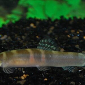 3x 🍊 Tri-Band Orange Sumo Loach - Loach Enchantment! 🐠 FAST SHIP