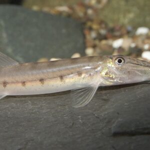 🐴 White Horse face Loach Acantopsis choirrhynchos Live Fish FAST SHIP