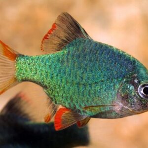 5 Platinum Green Tiger Barbs - Beautiful Schooling FAST SHIP