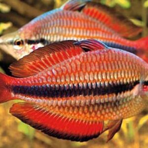 2 PACK M-L Goyder River Rainbow - Rainbowfish live Fish FAST SHIP