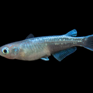 5x Blue Oryzias Latipes Medaka Wow!! Live Tropical Fish FAST SHIP