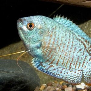 🐠 3x MALE Blue Cobalt Dwarf Gourami LARG - Exquisite Beauty FAST SHIP