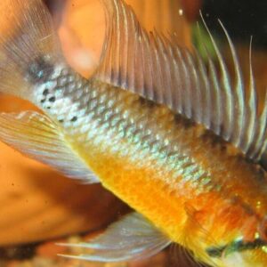 1 Pair Apistogramma Sunset Norberti Large Live Tropical Aquarium Fish FAST SHIP