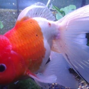 3X Assorted ORANDA Fantail Goldfish 1.5" - 2" Live Fish for Pond FAST SHIP