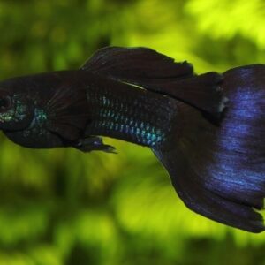 🎩 6x Male Blue Moscow Guppies - Elegance in Rich Delicate Blues! 🌿 FAST