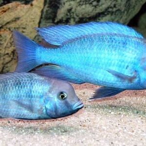 3x Haplochromis Moorii 1.25"  1.5" Stunning Live Fish: Unique FAST SHIP