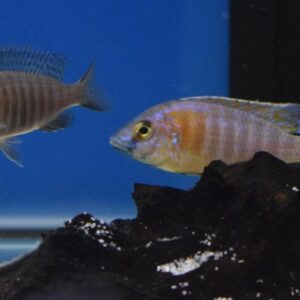 5 Pack Mixed Peacock Cichlids 2" - Colorful Freshwater FAST SHIP