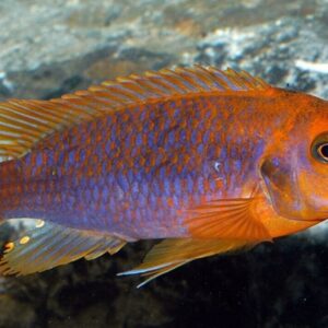 3x Rusty Springeri Cichlid 1.75" - Colorful Freshwater FAST SHIP