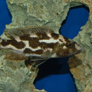 3x Haplochromis Livingstoni 1.75" - Colorful Freshwater FAST SHIP