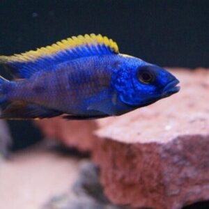 Yellow Blaze Lithobates 4" - 4.5" Males Only Freshwater FAST SHIP