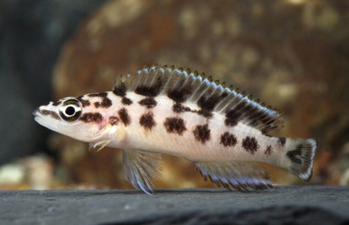 2x Masked Julidochromis 2" Live Fish Julidochromis Transcriptus FAST SHIP
