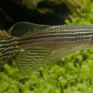 🐟50x Long Fin Zebra Danio Med  Aquatic Elegance 🐟 FAST SHIP