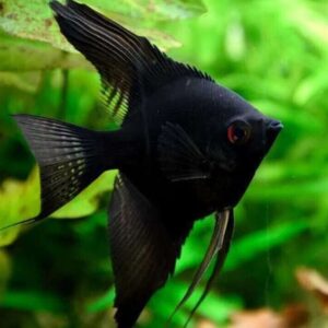 Black Angelfish Medium Size Body Healthy Live Fish FAST SHIP
