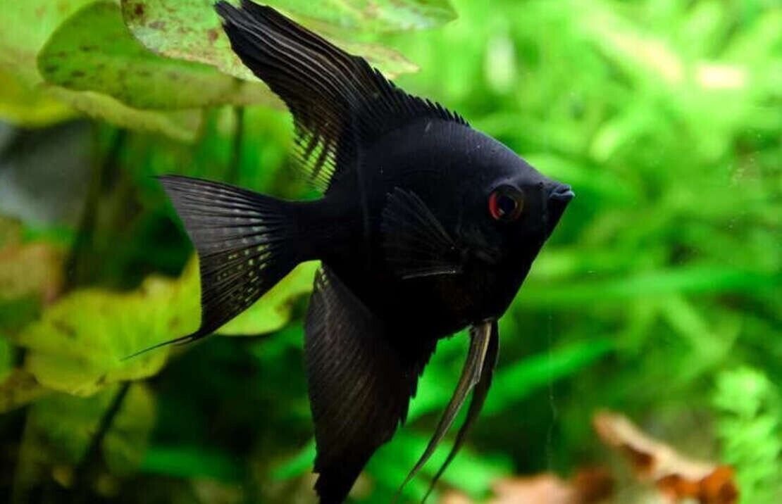 Black Angelfish Medium Size Body Healthy Live Fish FAST SHIP