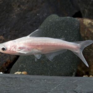 2x Albino Iridescent Sharks 1.5" awesome Active and healthy FAST SHIP