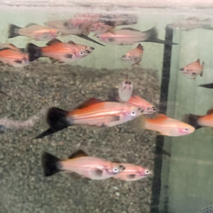 5x YELLOW WAGTAIL SWORD Hard to find Freshwater Live Fish FAST SHIP