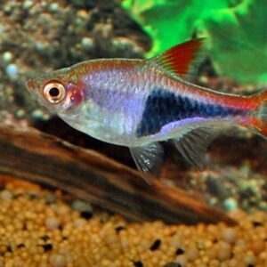 12-Pack Harlequin Rasbora Vibrant Live Fish: Colorful FAST SHIP