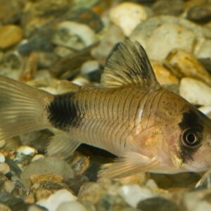 6x Panda Corydoras Peaceful Vibrant Healthy Freshwater Cory FAST SHIP