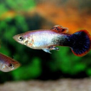 🎩 6x Pink Tuxedo Guppy MALES - Elegance  Delicate Pink Hues! 🌿 FAST SHIP