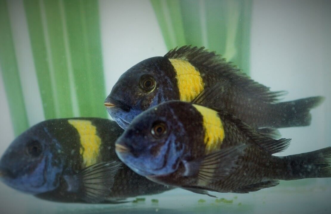 2.5 - 3" Tropheus Duboisi Stunning Live Fish: Unique African Cichlid FAST