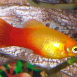 Colorful 12-Pack Sunset Platy Live Fish: Vibrant Community FAST SHIP