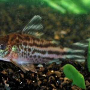 (3 Pack) Corydoras Robinae - Flagtail Cory Catfish - Live Fish FAST SHIP