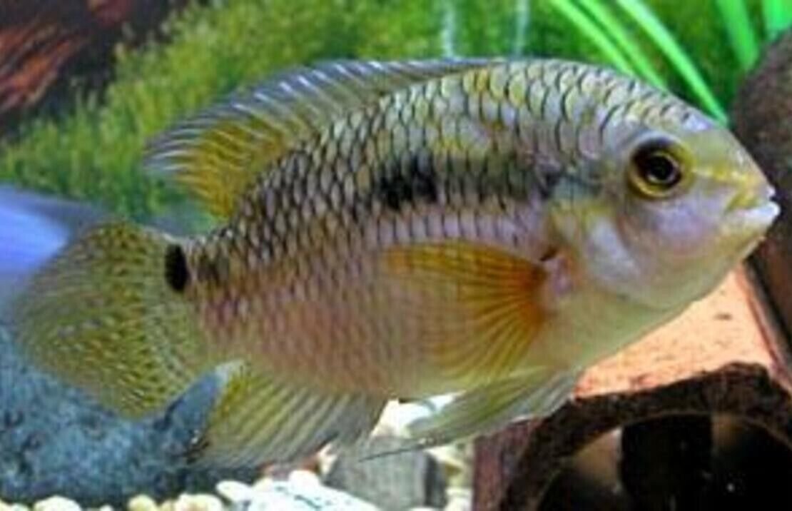 3x DIMERUS CICHLID Freshwater Live Fish FAST SHIP Hard to find Fish