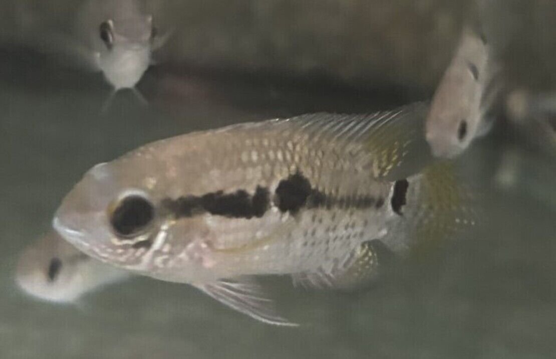 3x Maroni Cichlids (Keyhole Cichlid) Freshwater Live Fish FAST SHIP