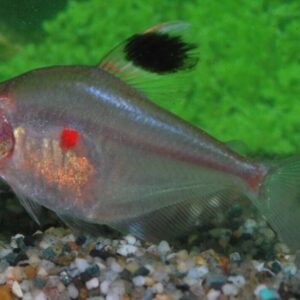 ❤️6x Bleeding Heart Peru Tetras - Elegance in Motion! FAST SHIP❤️