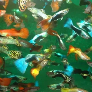 24 Pack Mixed Male and Female Guppy Breeder Bundle (approx 12 males and 12 Females)