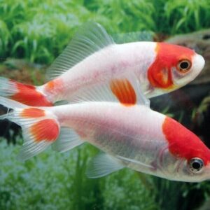 2 pk Live Wakin 3" Goldfish for fish tank, koi pond or aquarium FAST SHIP