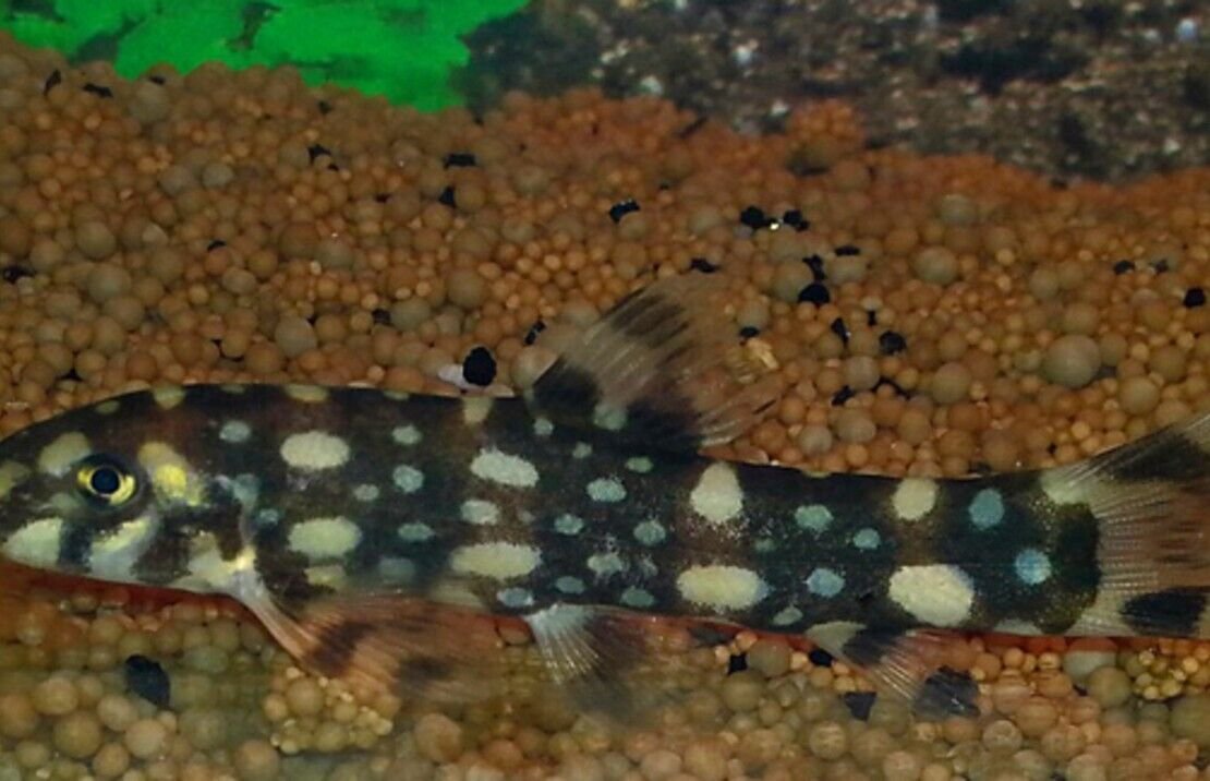 3 pack - Marble Kubotai Loach - Freshwater Live Fish FAST SHIP