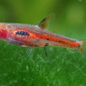 10 PHOENIX RASBORA (BORARAS MERAH) Nano Fish FAST SHIP FAST SHIP