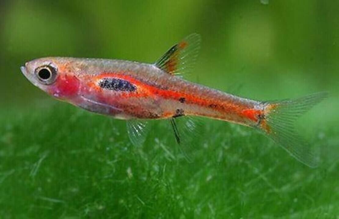 10 PHOENIX RASBORA (BORARAS MERAH) Nano Fish FAST SHIP FAST SHIP
