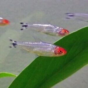 🔴 3x Platinum Rummy Nose Small Tetra Live Freshwater Fish FAST SHIP