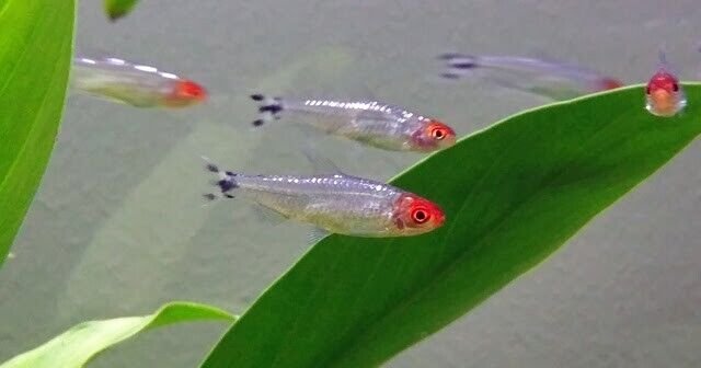 🔴 3x Platinum Rummy Nose Small Tetra Live Freshwater Fish FAST SHIP