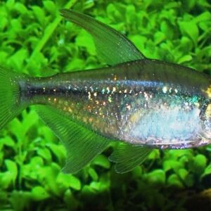Diamond Tetra - SPARKLING! Aquatic Enchantment! 🐠 FAST SHIP