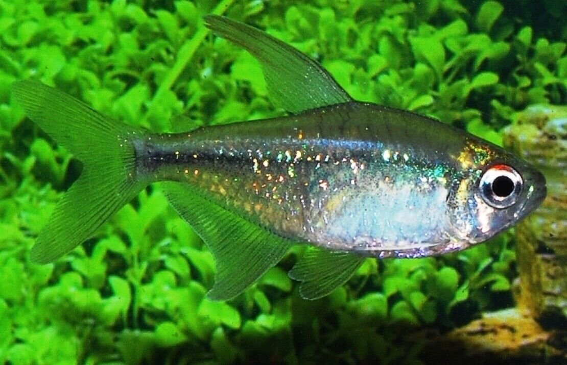 Diamond Tetra Med. - SPARKLING! Aquatic Enchantment! 🐠 FAST SHIP