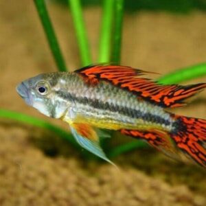 1 Pair Juvenile Apistogramma Cacatuoides Double Red FAST SHIP