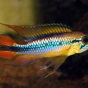 1 Pair Apistogramma Agasizzi Red Live Tropical Aquarium FAST SHIP
