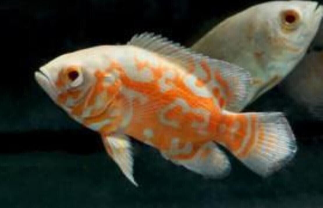 2x Albino Tiger Oscars 1.5" Astronotus Ocellatus Live FAST SHIP