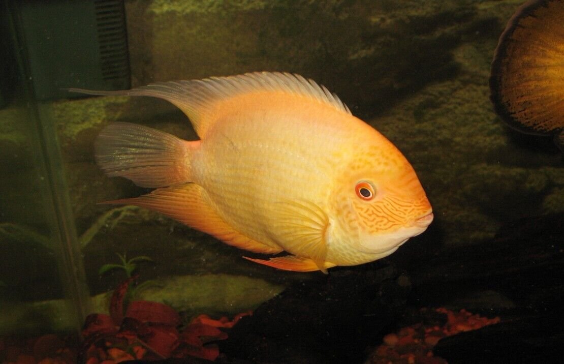 2x Red Spotted Gold Severum 2.5" - 3" RARE Limited quantity FAST SHIP