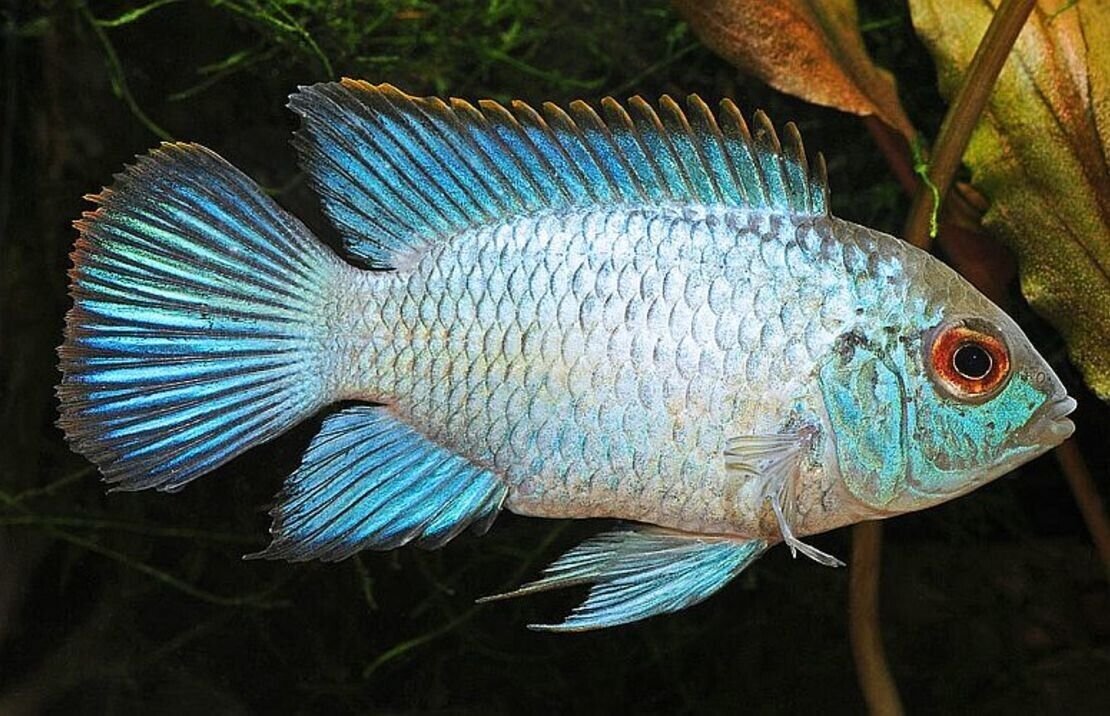3x Electric Blue Acara Cichlid 2" Electrify Your Aquarium FAST SHIP