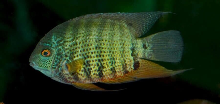 2x Peruvian Green Severum 1.5" RARE Limited quantity FAST SHIP