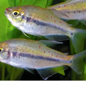 3 Pack Kyburz Tetra regal elegance Live Tropical Fish Community Fish