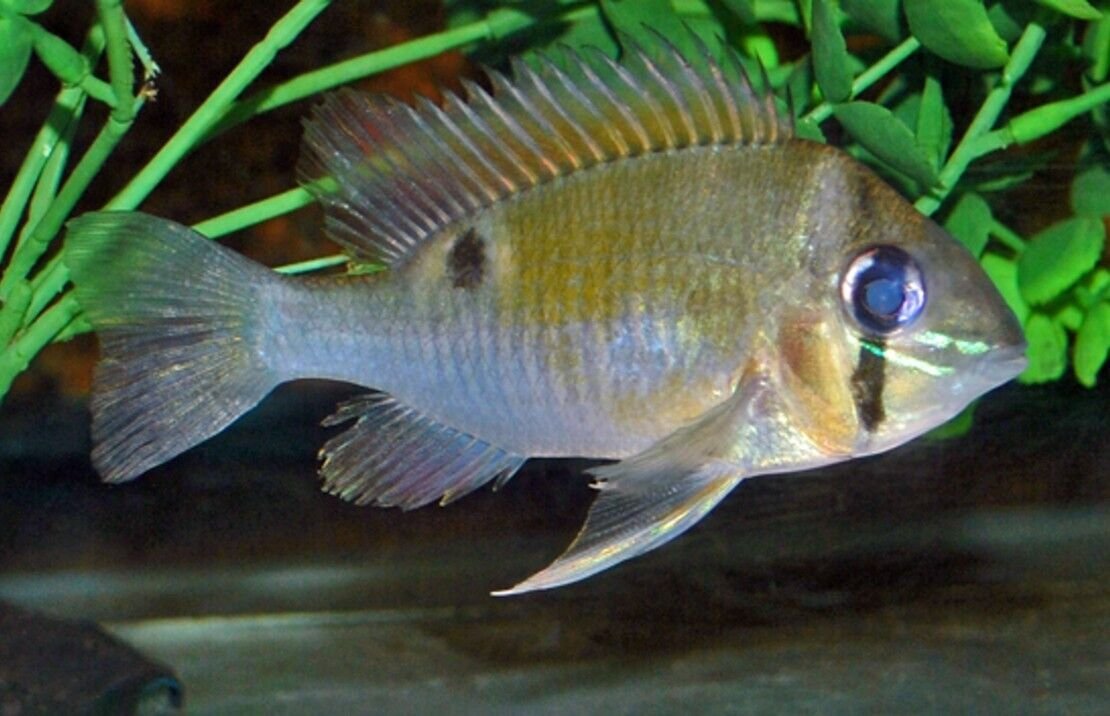 2x Biotodoma Cupido 2 - 2.5" Cupid CICHLID Live Fish FAST SHIP