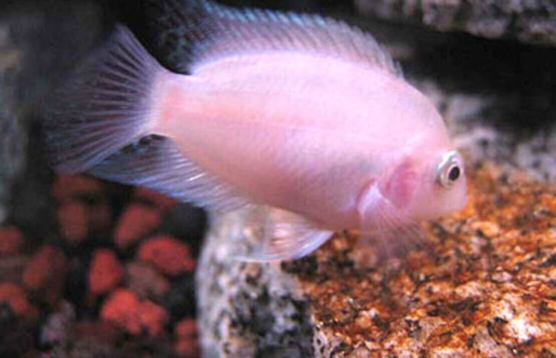 5x PINK CONVICT CICHLIDS 1.5" Beautiful Live Freshwater FAST SHIP