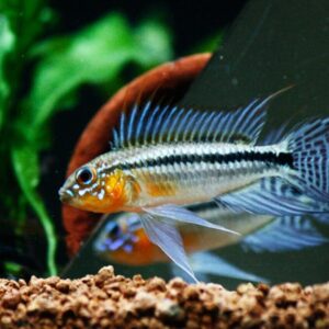 1 PAIR Apistogramma Bitaeniata Dwarf Cichlids! Live Fish FAST SHIP
